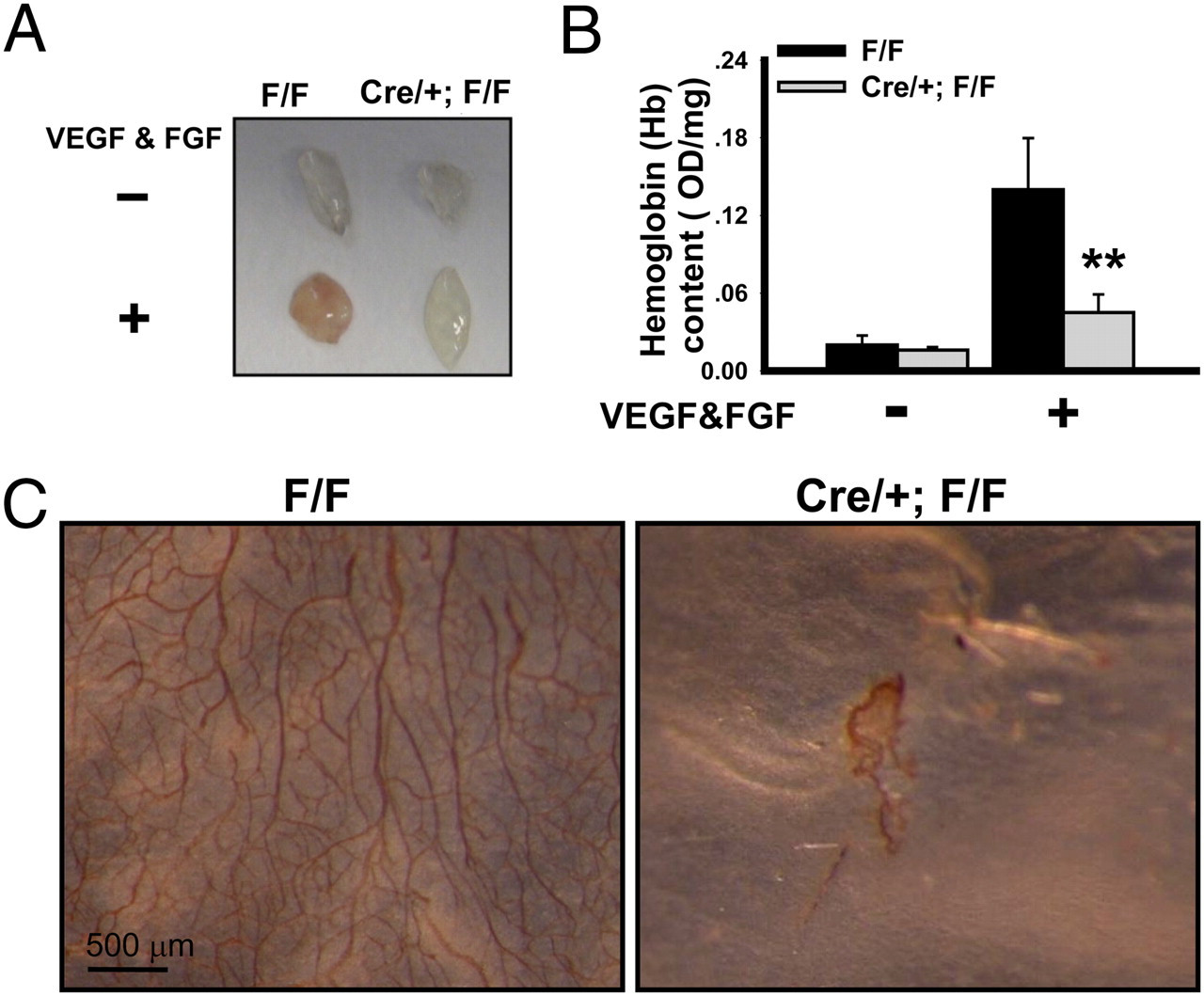 12 Best B F Hardwood Flooring 2024 free download b f hardwood flooring of coup tfii regulates tumor growth and metastasis by modulating tumor intended for download figure