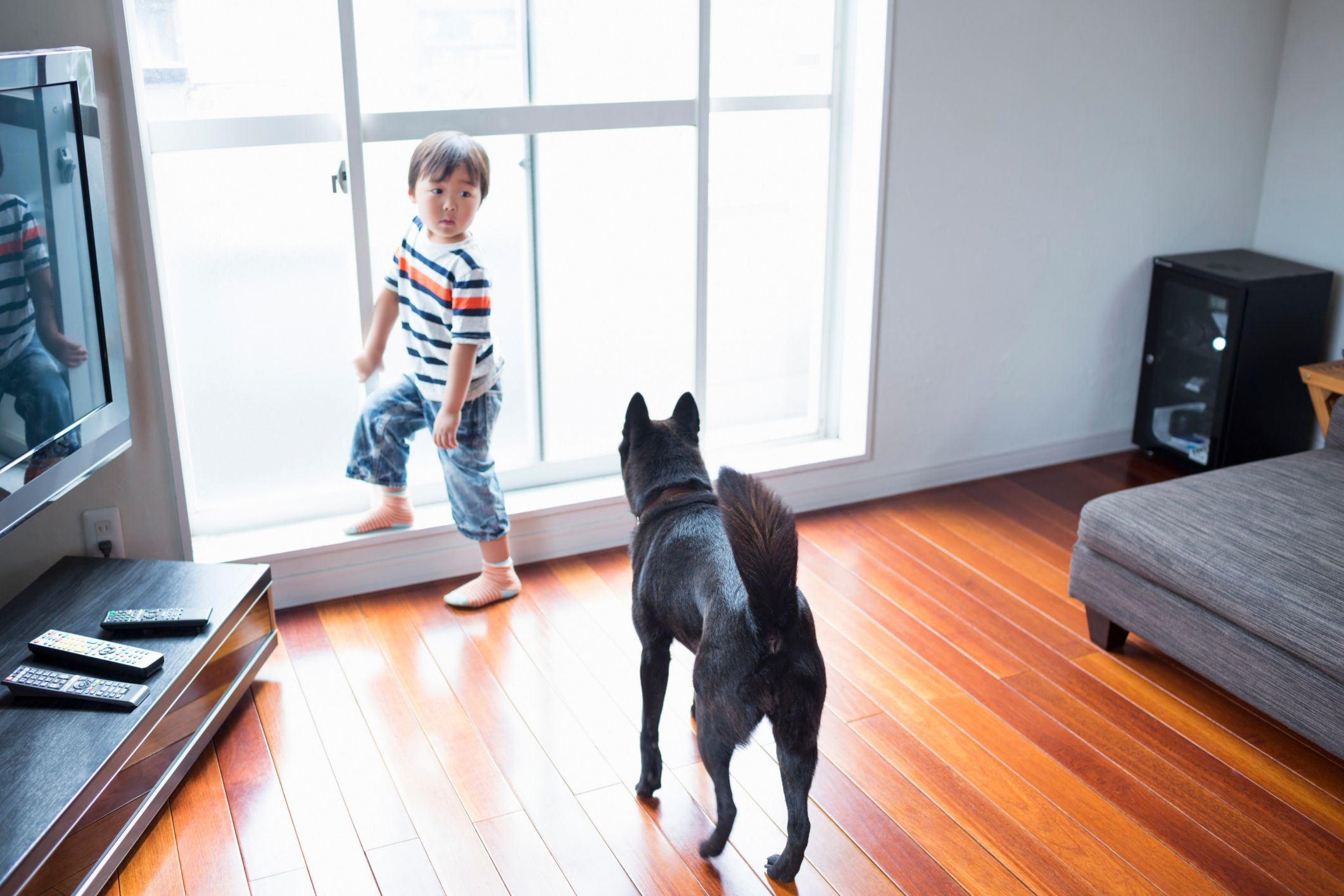 19 Unique Best Hardwood Floor Finish for Pets 2024 free download best hardwood floor finish for pets of the most durable flooring you can install with dog on wooden floor 465892145 56a4a1705f9b58b7d0d7e64e