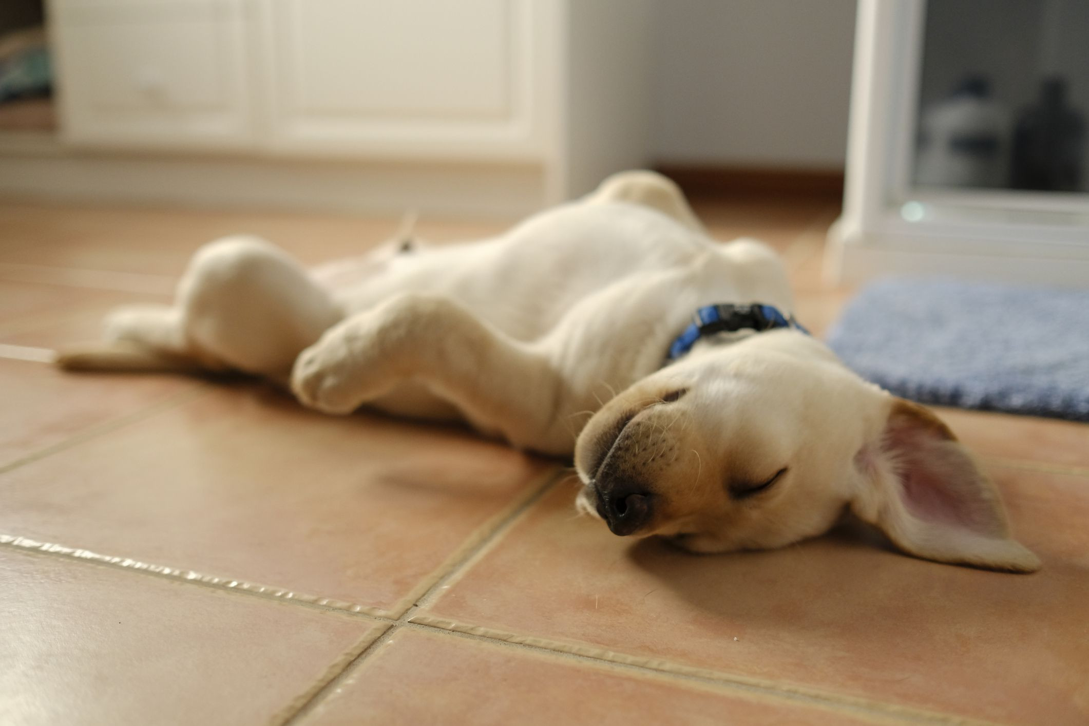 21 Lovable Best Hardwood Floors for Pets 2024 free download best hardwood floors for pets of pet friendly bedroom flooring ideas and options with petfriendlyfloors gettyimages 823754604 5a26d89c4e46ba001acfe04d