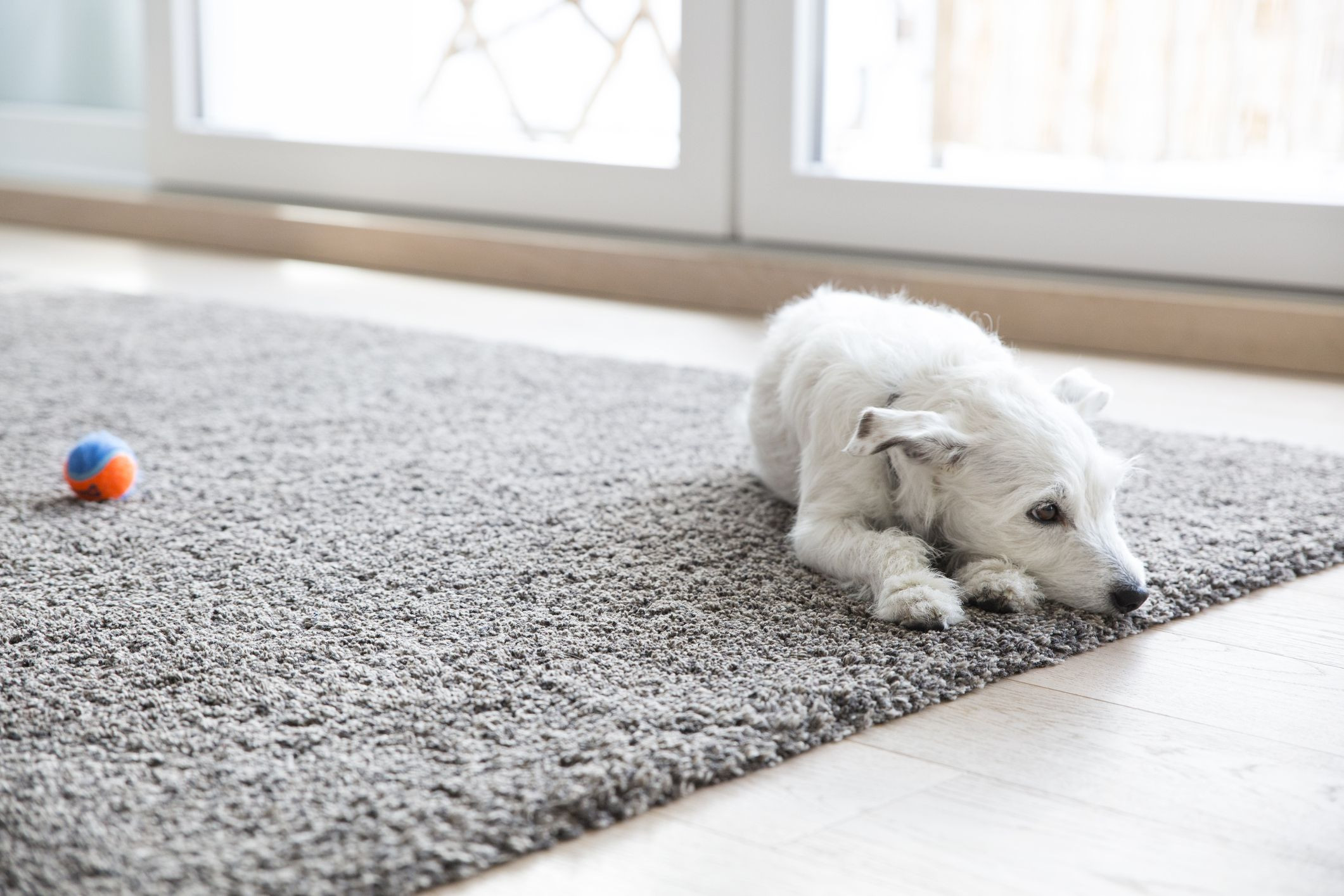 20 Fantastic Hardwood Floor Cleaner for Pet Stains 2024 free download hardwood floor cleaner for pet stains of how to clean carpet best way to get stains out of carpet for 1516226852 how to clean carpet