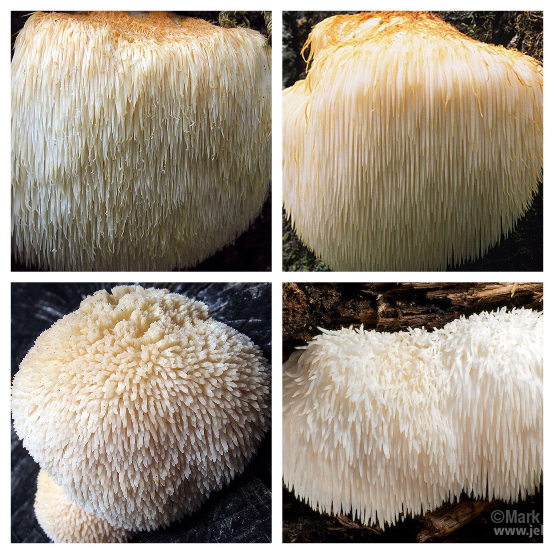 24 Perfect Hardwood Flooring Wiki 2024 free download hardwood flooring wiki of hericium erinaceus is an edible and medicinal mushroom belonging to pertaining to hericium erinaceus is an edible and medicinal mushroom belonging to the tooth fung