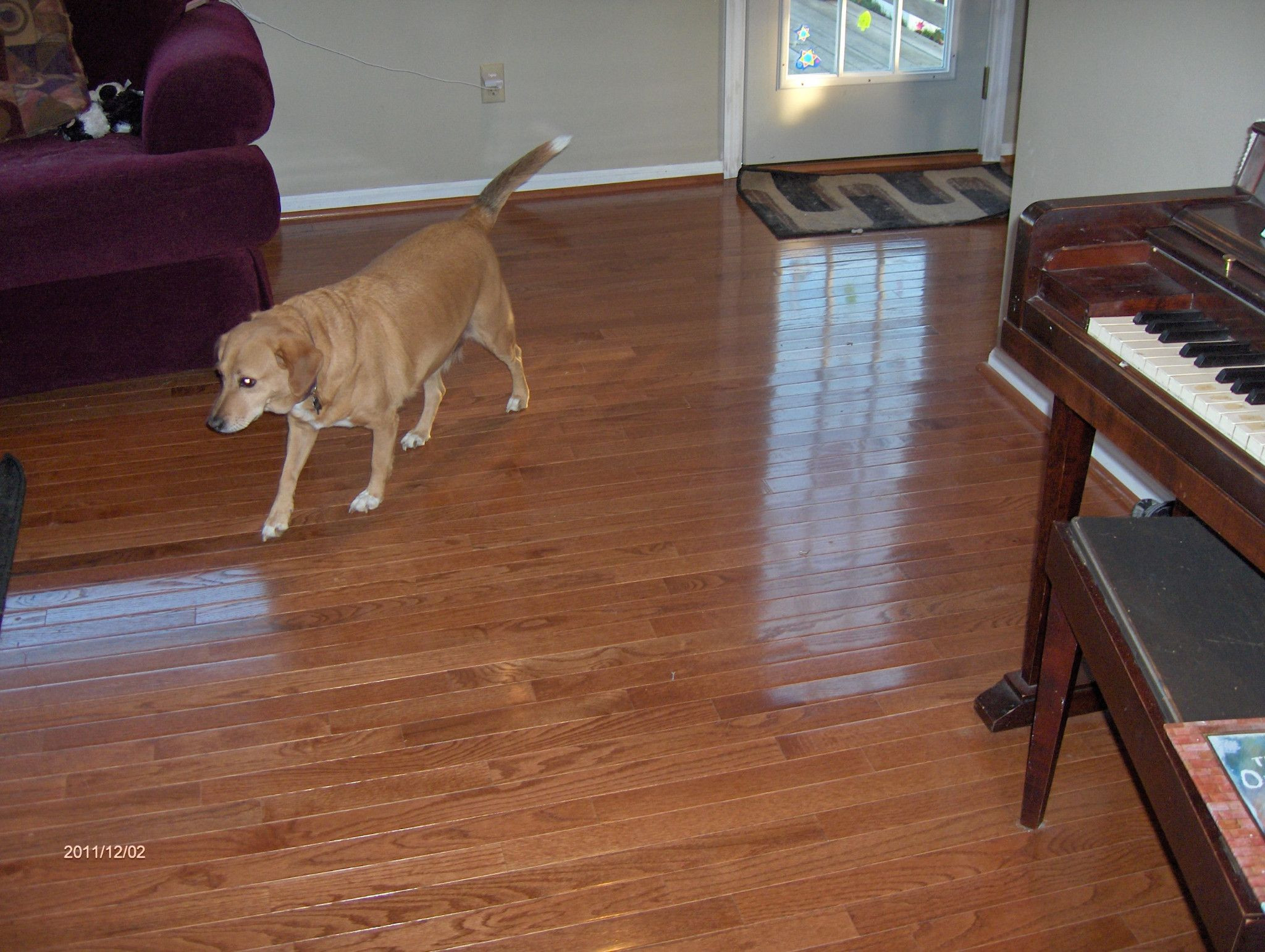 28 Famous Installing Bruce Hardwood Floors On Concrete 2024 free download installing bruce hardwood floors on concrete of 3 4 x 2 1 4 bruce hardwood style dundee gunstock installed in in 3 4 x 2 1 4 bruce hardwood style dundee gunstock installed in family roomkitc