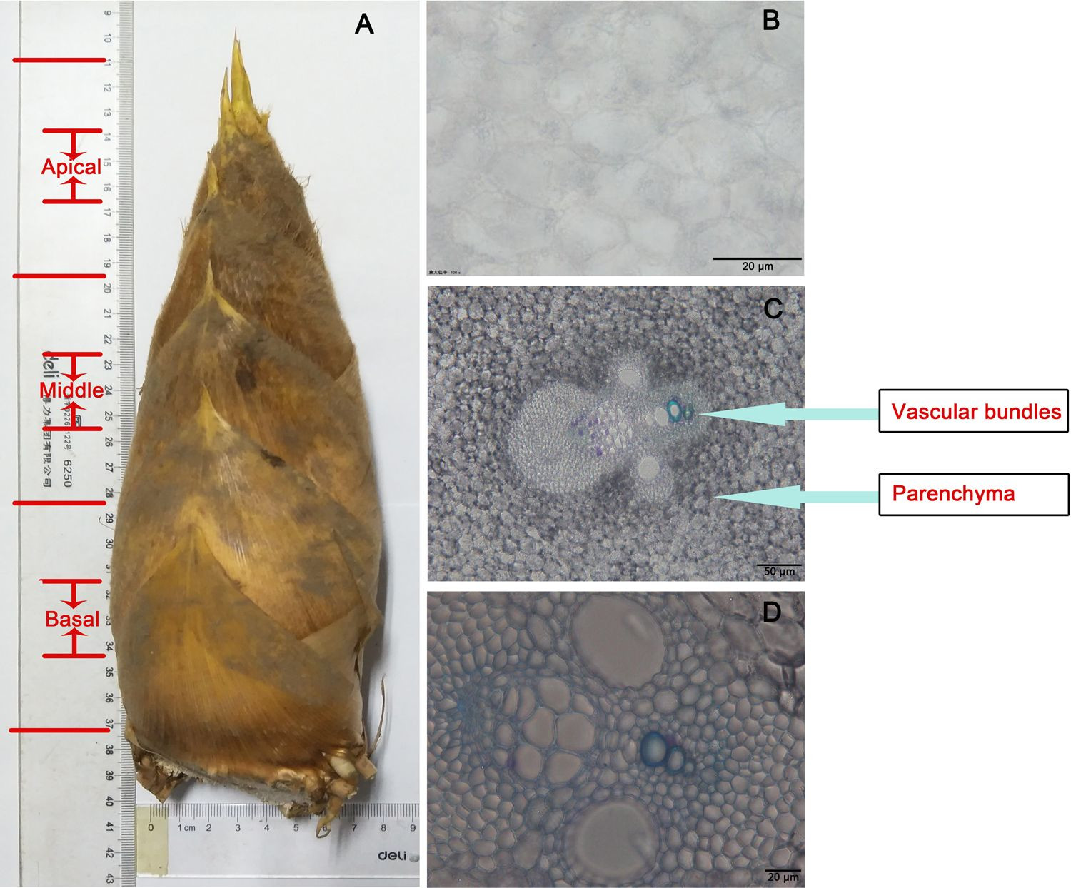 23 Famous J G Hardwood Flooring 2024 free download j g hardwood flooring of transcriptome analysis provides insights into xylogenesis formation within transcriptome analysis provides insights into xylogenesis formation in moso bamboo phyllos