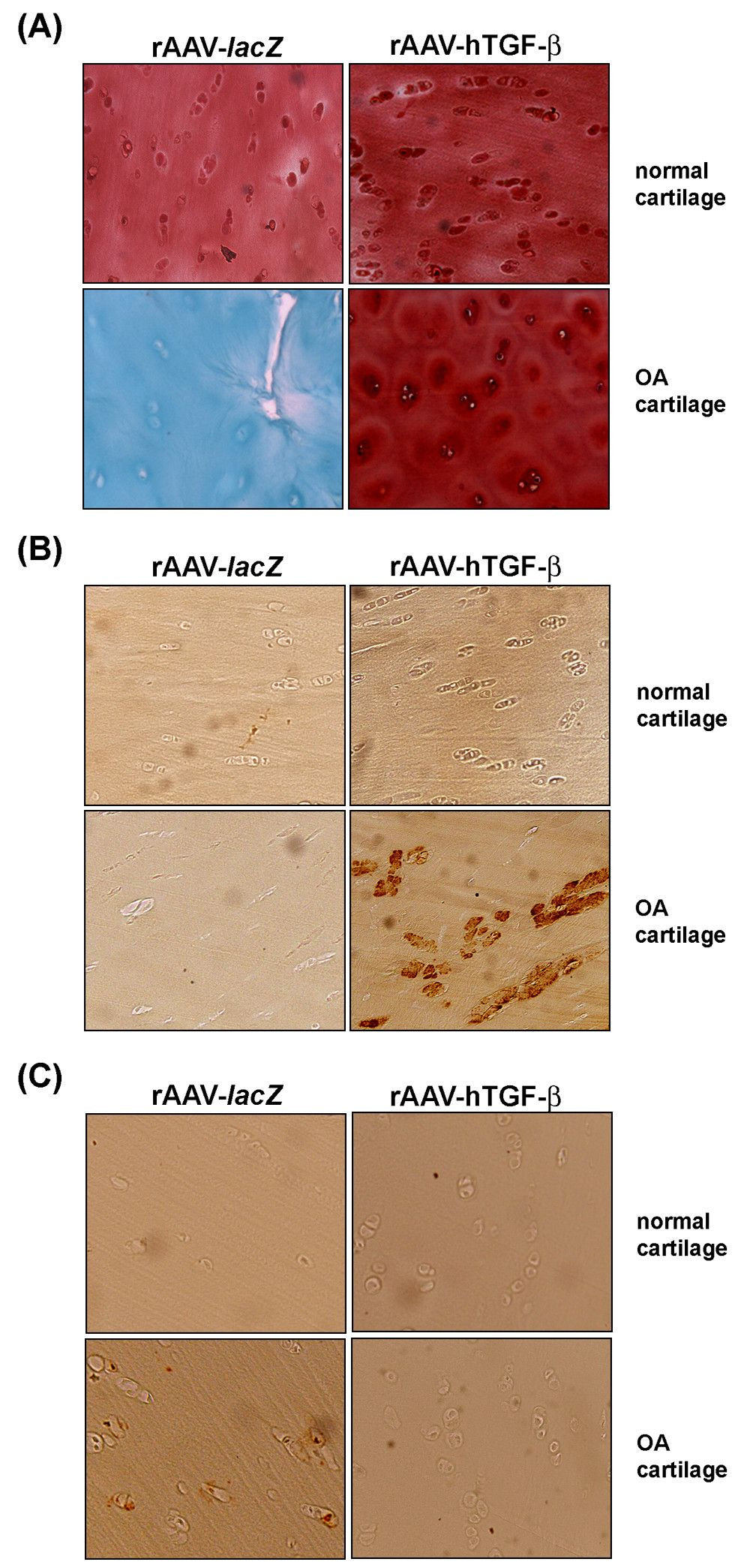 10 Fashionable Jm Hardwood Floors Illinois 2024 free download jm hardwood floors illinois of raav mediated overexpression of tgf ic2b2 stably restructures human throughout figure 5