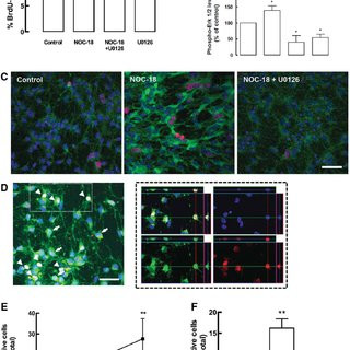 29 Famous Lm Engineered Hardwood Flooring Reviews 2024 free download lm engineered hardwood flooring reviews of patrik brundin md phd van andel research institute mi throughout figure 3 no increases cell proliferation via the erk mapk signaling pathway