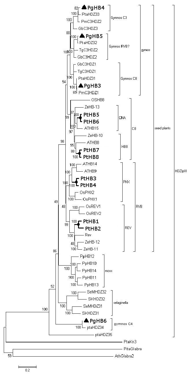 23 Wonderful Mr Hardwood Flooring Mississauga 2024 free download mr hardwood flooring mississauga of gene family structure expression and functional analysis of hd zip inside figure 1