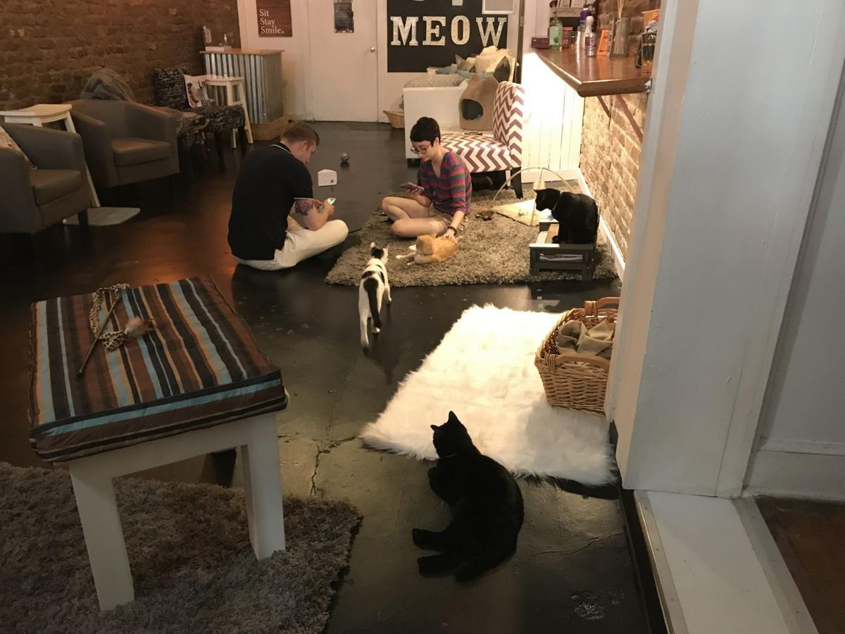 19 Stunning Robbins Hardwood Flooring Company 2024 free download robbins hardwood flooring company of fur play cat cafe opens in richmonds shockoe bottom local intended for zoomies cat cafe