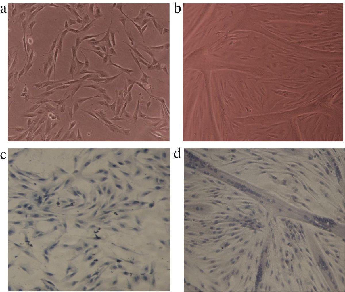 10 attractive total Hardwood Flooring Pickering 2024 free download total hardwood flooring pickering of phytanic acid stimulates glucose uptake in a model of skeletal within figure 5