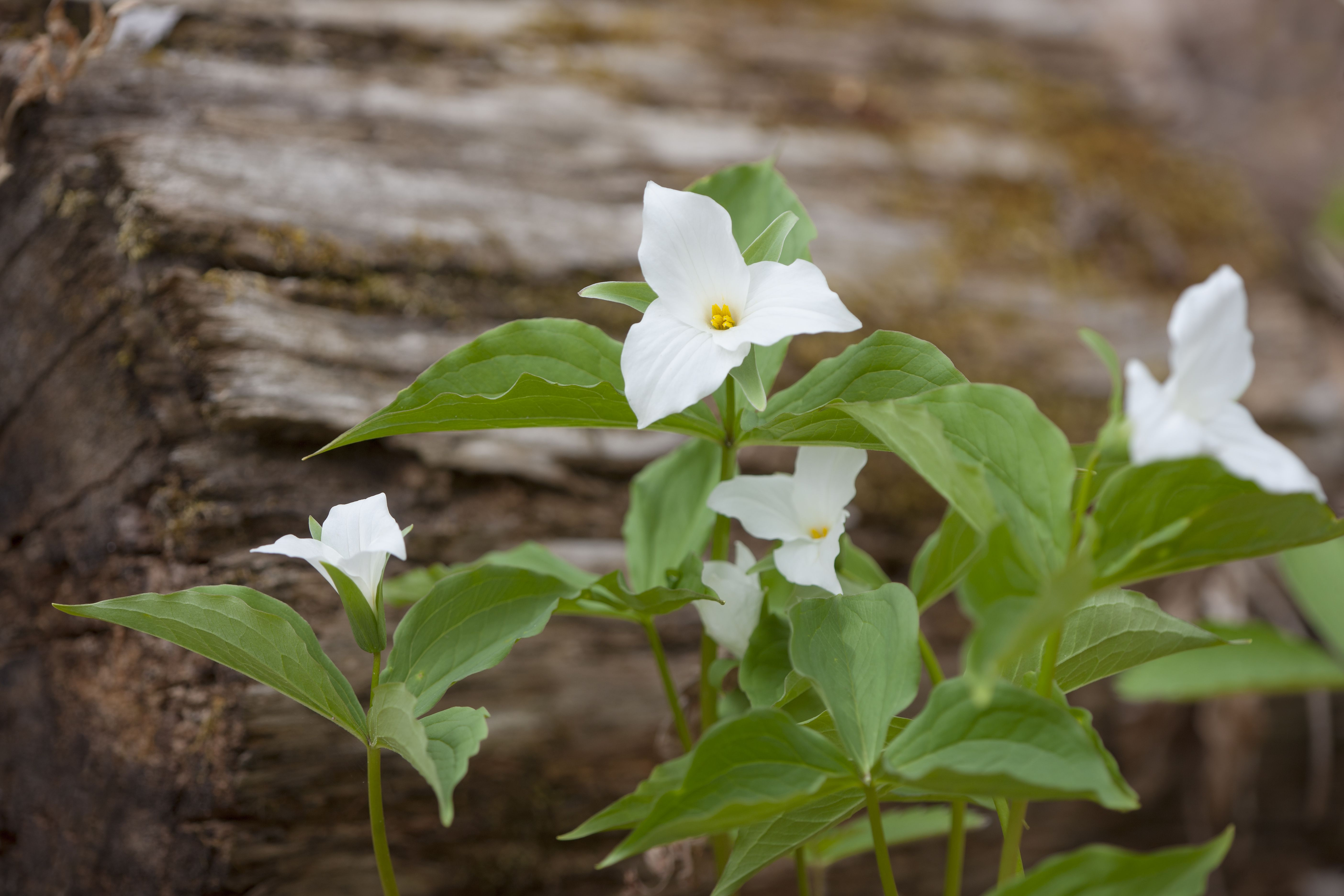 22 Perfect Trillium Hardwood Flooring Canada 2024 free download trillium hardwood flooring canada of growing trillium plants in a woodland garden inside woodland large flowered trillium flowers 924692648 5b39799c46e0fb005438f8ff